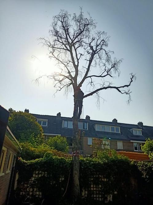 Boom kappen | verwijderen | klimmend afbreken | vellen, Diensten en Vakmensen, Tuinmannen en Stratenmakers, Tuinonderhoud of Snoeiwerk