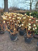 Edgeworthia chrysantha Winter liebe Papierstruik, Ophalen