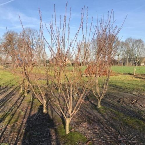 Japanse Sierkers - Prunus Serrulata Kanzan - Hoogte: 300 - 3, Tuin en Terras, Planten | Bomen, Ophalen of Verzenden