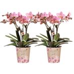 Kolibri Orchids I COMBI DEAL van 2 oud roze Phalaenopsis orc, Verzenden, Nieuw