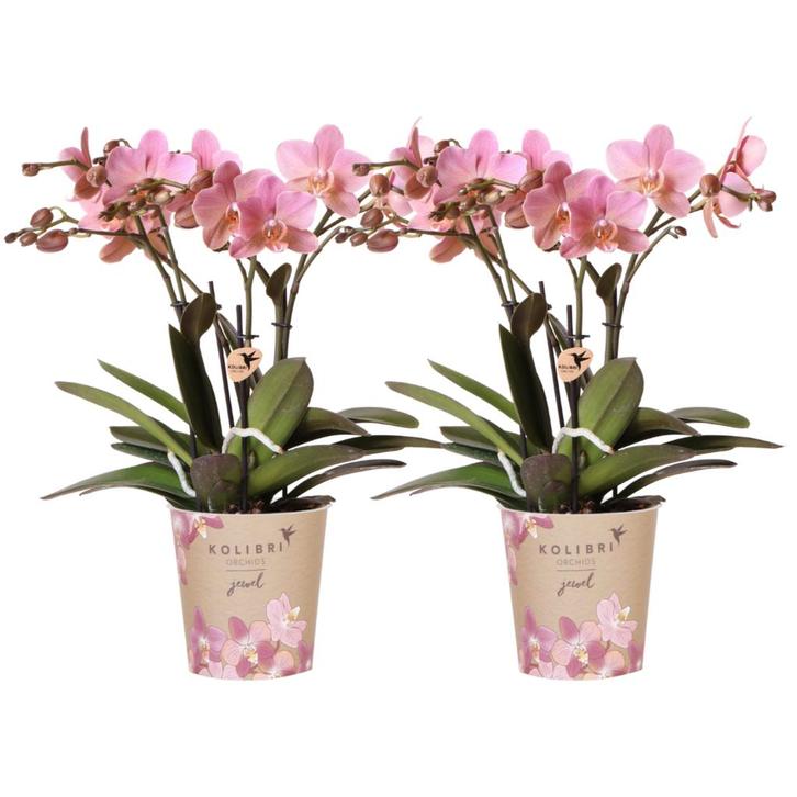 Kolibri Orchids I COMBI DEAL van 2 oud roze Phalaenopsis orc, Huis en Inrichting, Woonaccessoires | Overige, Nieuw, Verzenden