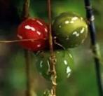 Diplocyclos Palmatus kerstklimmer sier kleinverpakking, Hobby en Vrije tijd, Knutselen, Ophalen of Verzenden, Nieuw