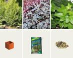 Gevulde plantenbak - Luxor Plantenbak Cortenstaal (L)50 x (B, Tuin en Terras, Planten | Tuinplanten, Ophalen of Verzenden