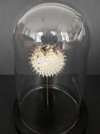 Kogelvis Taxidermie volledige montage - Diodon - Poisson, Nieuw