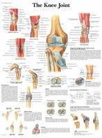 Anatomie poster kniegewricht (gelamineerd, 50x67 cm) + op..., Verzenden, Nieuw