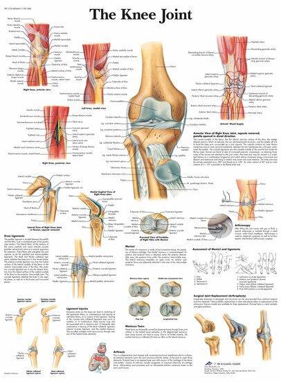 Anatomie poster kniegewricht (gelamineerd, 50x67 cm) + op..., Sport en Fitness, Overige Sport en Fitness, Verzenden