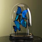 Vlinders in Antieke Stolp Taxidermie Opgezette Dieren By Max, Ophalen of Verzenden, Nieuw, Insect, Opgezet dier