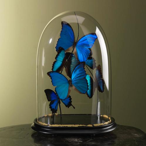 Vlinders in Antieke Stolp Taxidermie Opgezette Dieren By Max, Verzamelen, Dierenverzamelingen, Opgezet dier, Nieuw, Insect, Ophalen of Verzenden