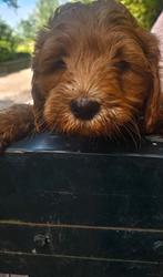 Snoeperige Labradoodle  Doodledream pups, Parvo, Nederland, Overige rassen, 8 tot 15 weken