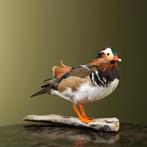 Mandarijneend Taxidermie Opgezette Dieren By Max, Ophalen of Verzenden, Nieuw, Vogel, Opgezet dier