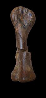 Dinosaurus - Fossiel bot - Edmontosaurus, Edmontosaur,