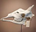 Noordelijke giraf Schedel op een standaard - Giraffa, Verzamelen, Dierenverzamelingen, Nieuw