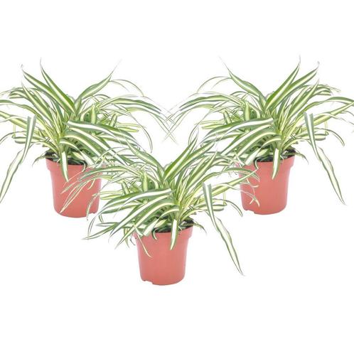 Chlorophytum comosum Atlantic - Set van 3, Huis en Inrichting, Kamerplanten, Verzenden