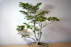 Beukenboom bonsai (Fagus) - Hoogte (boom): 55 cm - Diepte