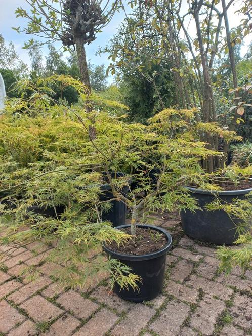 Acer palmatum Dissectum Japanse esdoorn, Tuin en Terras, Planten | Bomen, Ophalen
