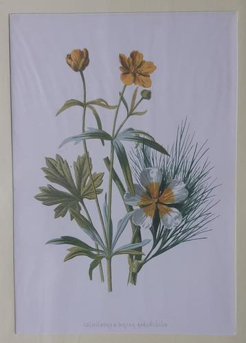 Botanische prenten van Frederick Edward Hulme beschikbaar voor biedingen