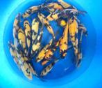 Hirasawa Marusei 28-35cm (Japanse Koi), Karper of Koi