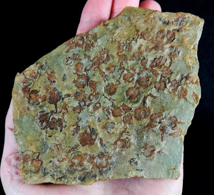 Oer-equinoderm mysterieus!!! – Cornute - Stylophora -, Verzamelen, Mineralen en Fossielen