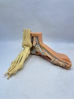 Anatomisch model (2) - Hars, Somso-Plast - 1960-1970 -