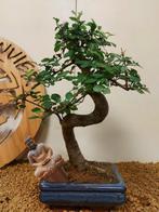 Japanese iep bonsai (Zelkova) - Hoogte (boom): 30 cm -