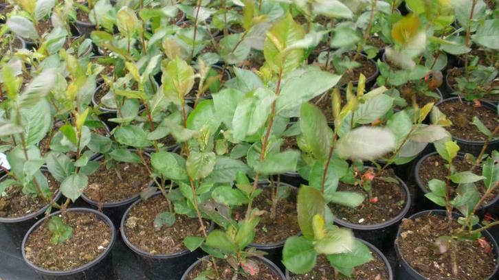 Aronia p. 'Viking' melanocarpa , Appelbes/vikingbes in pot, Tuin en Terras, Planten | Bomen, Minder dan 100 cm, Ophalen of Verzenden