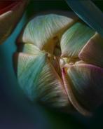 Inna Etuvgi, alias My Psychedelic Garden - Tulip. Light., Verzamelen, Fotografica en Filmapparatuur