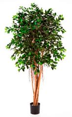 Kunstplant Ficus Retusa 180 cm, Huis en Inrichting
