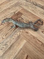 Varaan Taxidermie volledige montage - Varanus niloticus - 75, Antiek en Kunst, Curiosa en Brocante