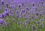 Lavendel - geurolie voor Melts en Kaarsen en Zeep 20ml, Nieuw, Ophalen of Verzenden