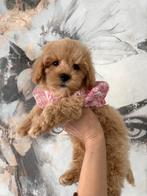 Thuisnestje MALTIPOO , hele mooie, kleine gezonde pups, Dieren en Toebehoren, Parvo, Overige rassen, 8 tot 15 weken, Meerdere