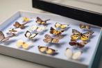Pieridae Vlinder Collectie - Entomologie - Taxidermie -, Verzamelen, Nieuw