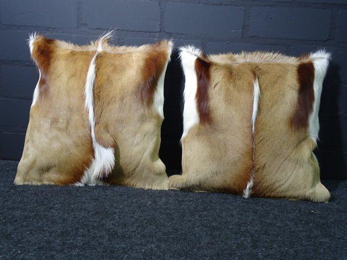 Springbok Cushion Covers - Taxidermie volledige montage -, Antiek en Kunst, Curiosa en Brocante