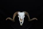 Sheep Skull with large curled horns Bot - Ovis aries - 0 cm, Nieuw