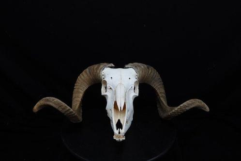 Sheep Skull with large curled horns Bot - Ovis aries - 0 cm, Verzamelen, Dierenverzamelingen