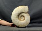 Grote fijne ammoniet - 32 cm - Gefossiliseerd dier -, Verzamelen