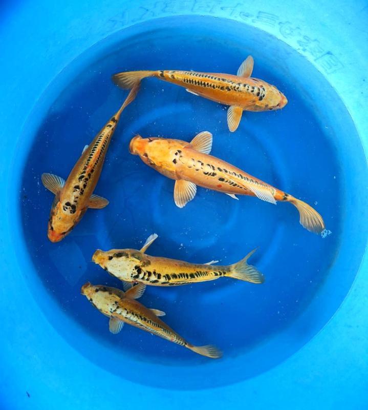 Hirasawa Marusei 28-35cm (Japanse Koi), Dieren en Toebehoren, Vissen | Vijvervissen, Karper of Koi