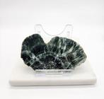 Serafiniet plak, Ophalen of Verzenden