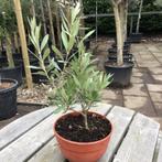 Olijfboompje - wilde vorm - Hoogte: 20 cm, Ophalen of Verzenden