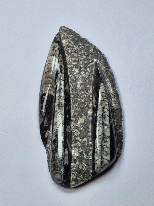 Orthoceras - Gefossiliseerd dier - 15.5 cm (Zonder, Verzamelen, Mineralen en Fossielen