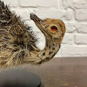 Struisvogel Taxidermie volledige montage - Struthio camelus beschikbaar voor biedingen