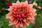 Dahlia Fairway spur (zalmkleurig, Dahlia’s kopen?), Ophalen of Verzenden