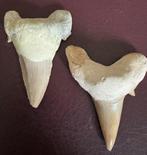 Haai - Fossiele tand - Curious pair of 2 Shark Teeth