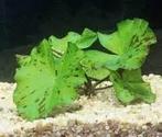 Groene tijgerlotus  - Nymphaea lotus groen aquariumplant, Dieren en Toebehoren, Vissen | Aquaria en Toebehoren, Nieuw, Sierelement