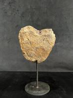 Dinosaurus - Fossiel bot - Sauropode - 11 cm - 11 cm, Verzamelen, Mineralen en Fossielen