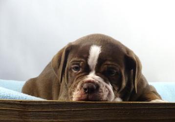 Old English Bulldog pups, t gezonde type! Mogen direct mee! beschikbaar voor biedingen