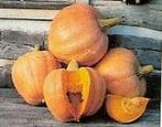 Amish Pie pompoen 50 zaden, Hobby en Vrije tijd, Ophalen of Verzenden, Nieuw