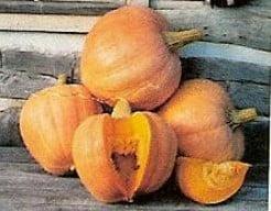 Amish Pie pompoen 50 zaden, Hobby en Vrije tijd, Knutselen, Nieuw, Ophalen of Verzenden