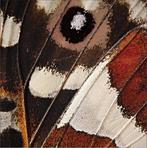 Gekleurde Servetten Vlinder 25cm 24st, Nieuw, Verzenden