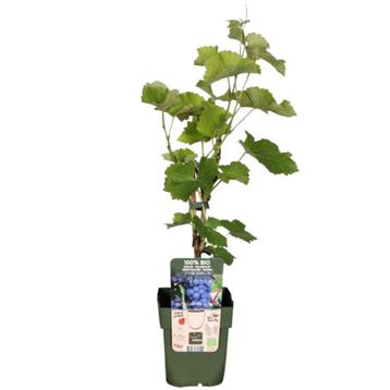 6 x Biologische Druivenplanten - Ø 13 cm -  20 cm beschikbaar voor biedingen