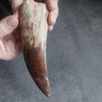 Dinosaurus - Fossiele tand - Gigantischer, Verzamelen
